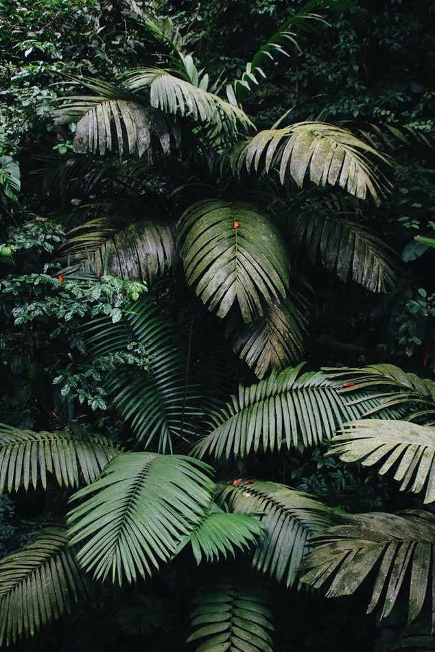 An image of palm fronds in Costa Rica; retrieved from Unsplash: https://unsplash.com/photos/hggrWgO6ipU