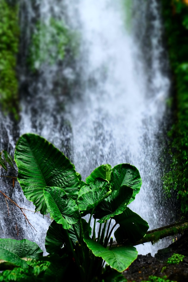 An image of a tropical plant with a waterfall in the background; retrieved from Unsplash: https://unsplash.com/photos/ntwNqtdX9jc