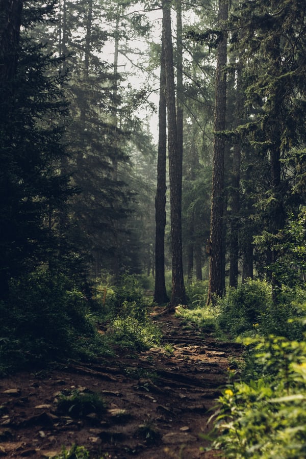 Image of a forest; retrieved via Unsplash: https://unsplash.com/photos/wQImoykAwGs