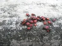 Helen McCabe - Beetles In Sochi