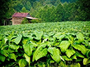 tobacco fields resized