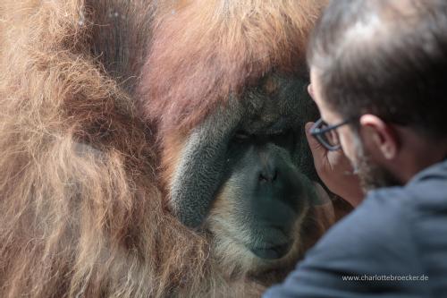 Photograph of Dr Richard Moore with orangutan