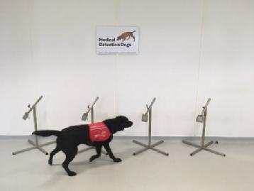 One of the bio-detection dogs searches the the samples. 