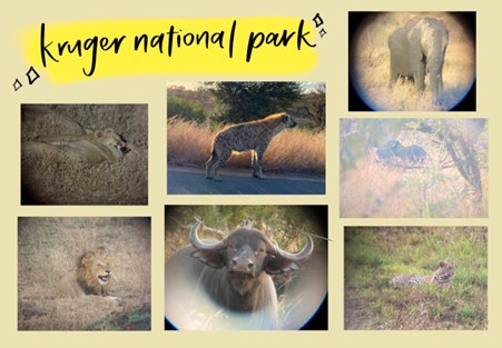 Some of my favourite pictures from Kruger National Park, including the rare black rhino (there are only about 300 in the entire park!). 
