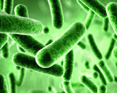 green-bacteria188.jpg