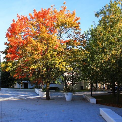 Autumn on campus