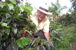 Coffee grown by Francisco Herrera of Asoapia