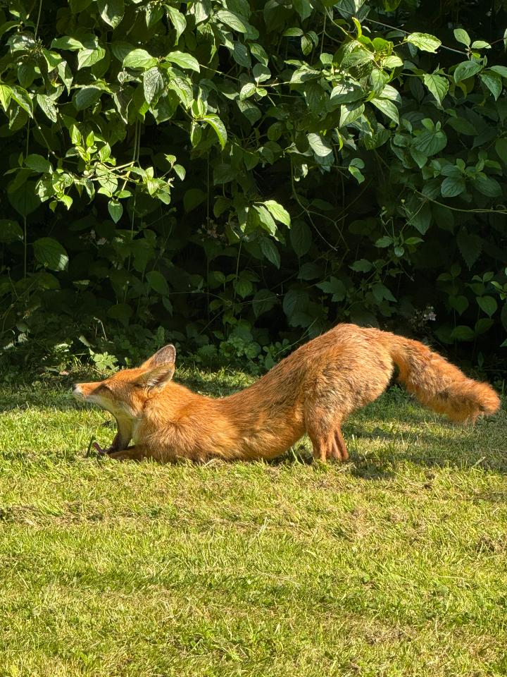 Fox yawning