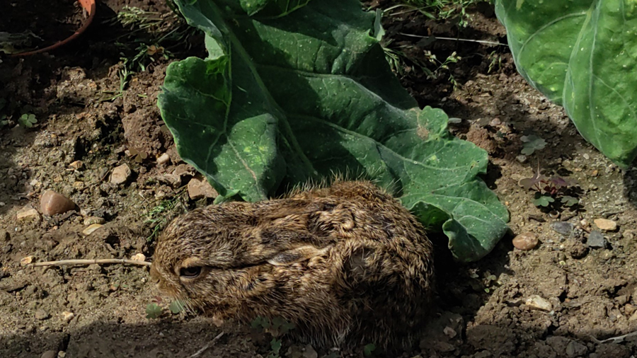 Leveret
