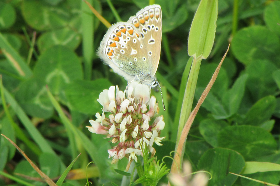 Common blue butterfly