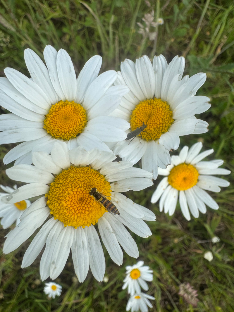 Hoverflies