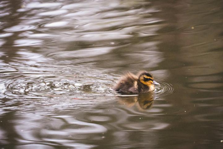 Duckling