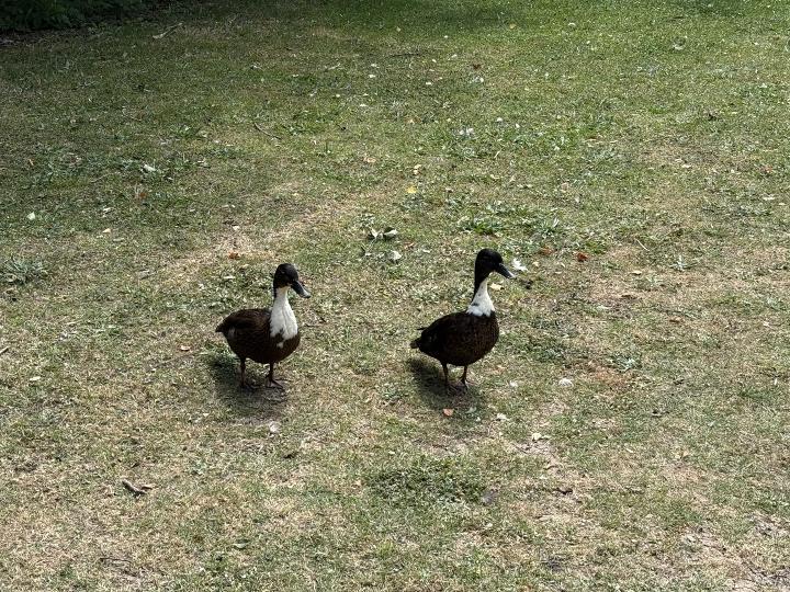 Ducks
