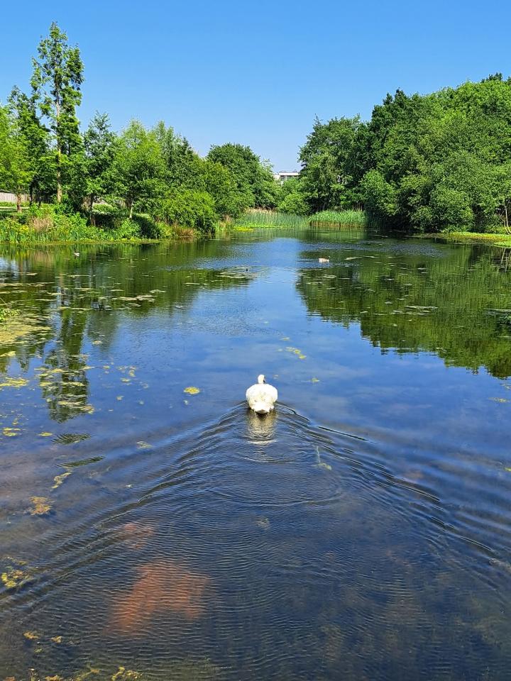 Swan on lake