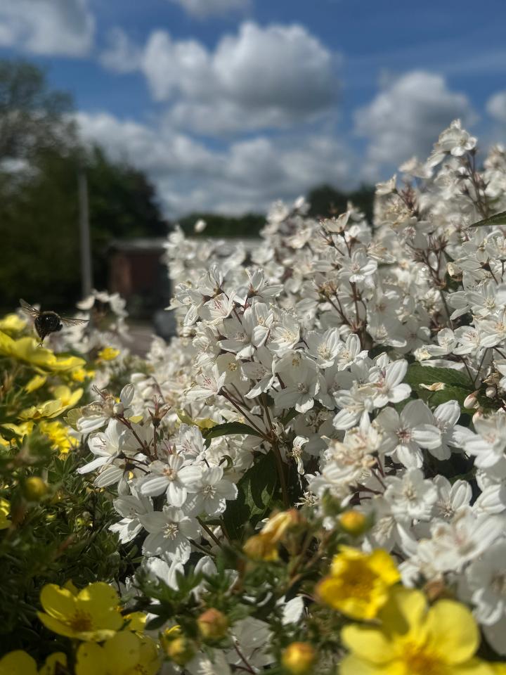 Flowers