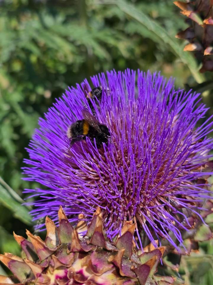 Bee in flower