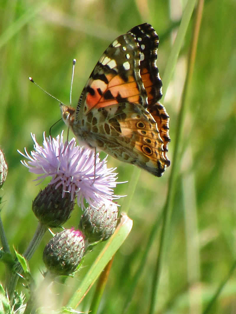 Painted lady butterfly