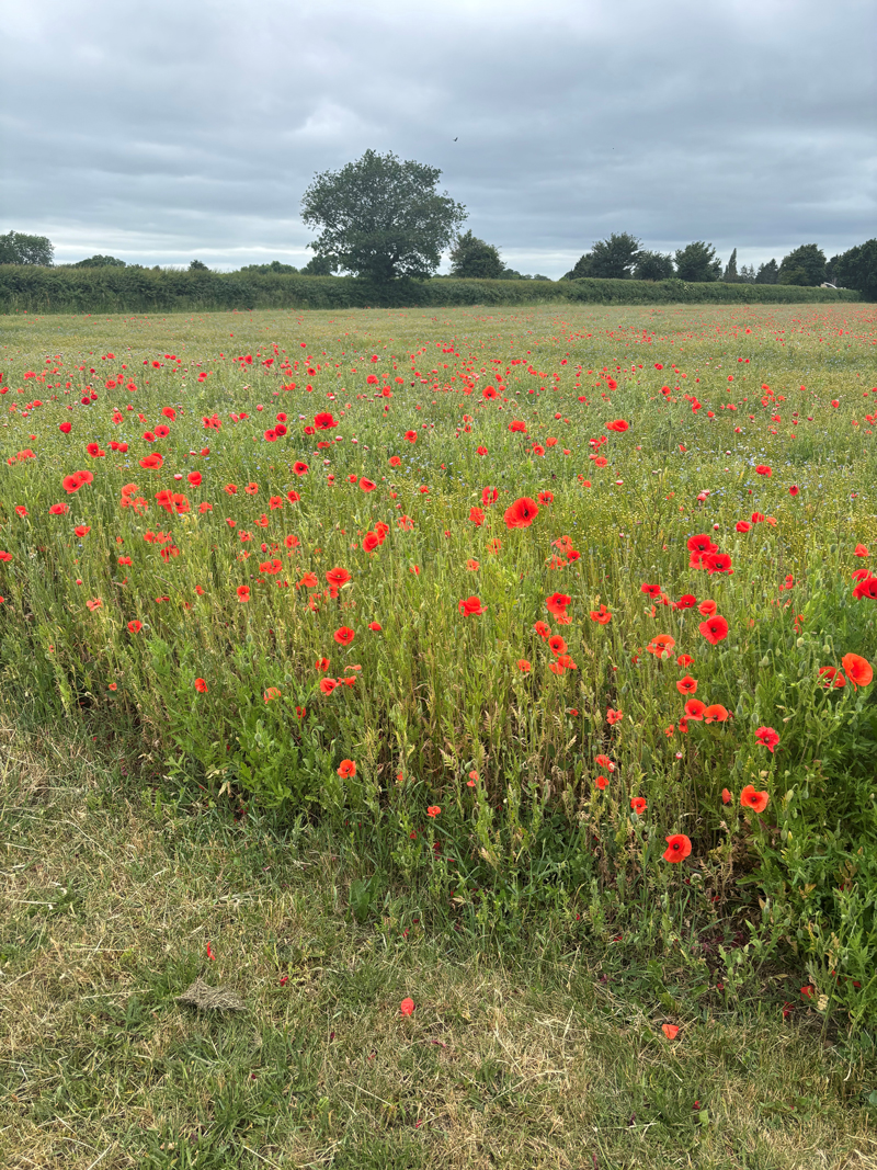 Poppies