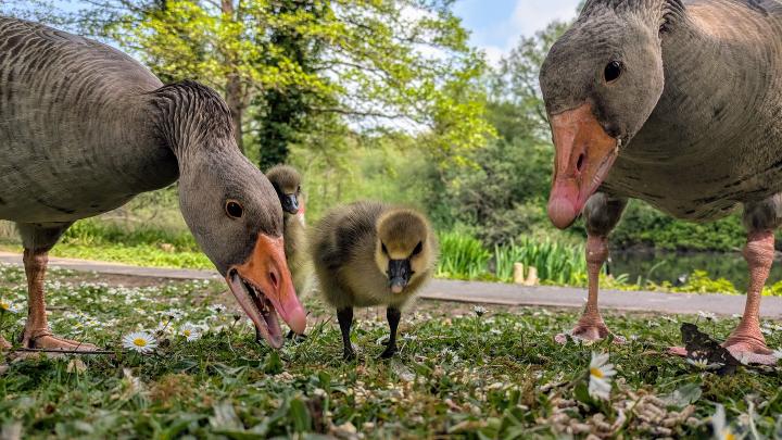 Greylag geese