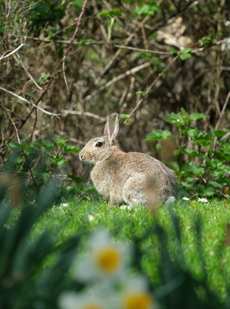 rabbit