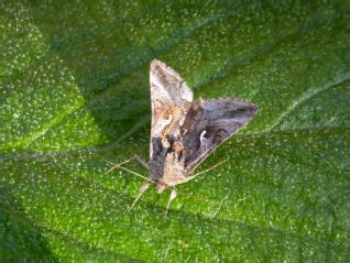Silver Y moth