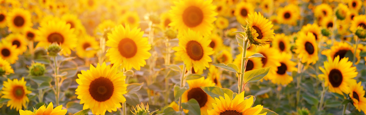 Sunflower fields