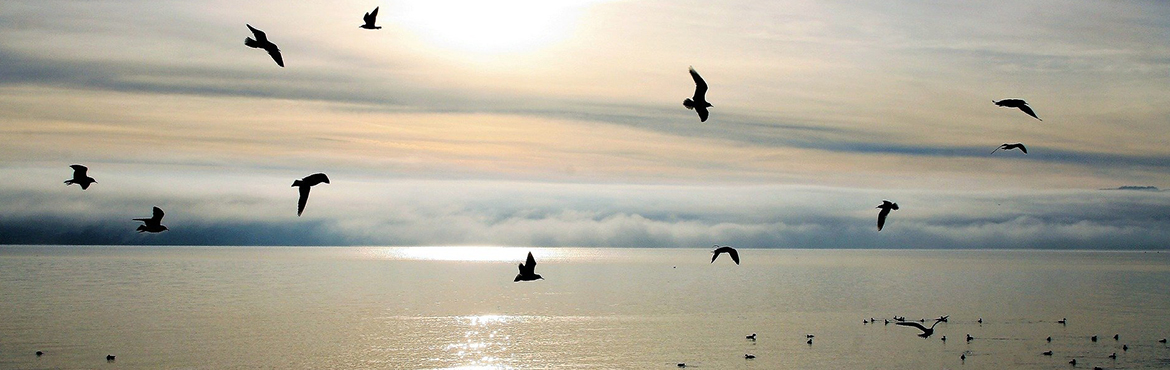 birds in flight