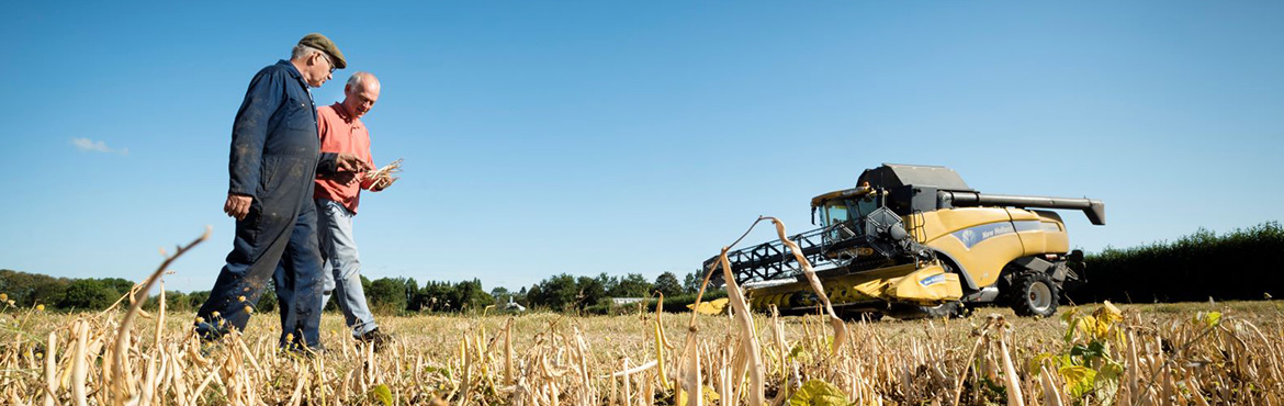 Combine harvester in a field of beans