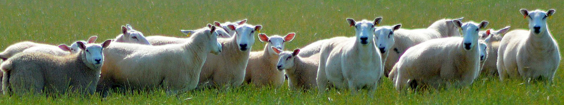 Sheep in a field