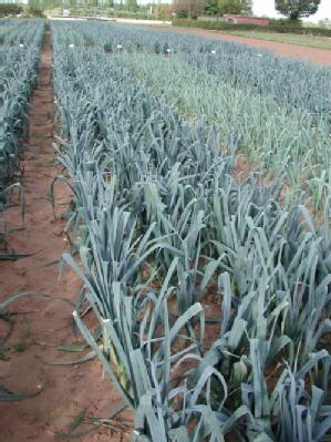 field_of_leeks.jpg