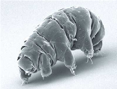 Tardigrade