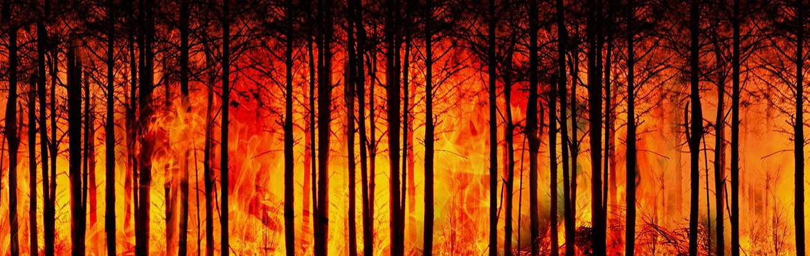 Forest fire