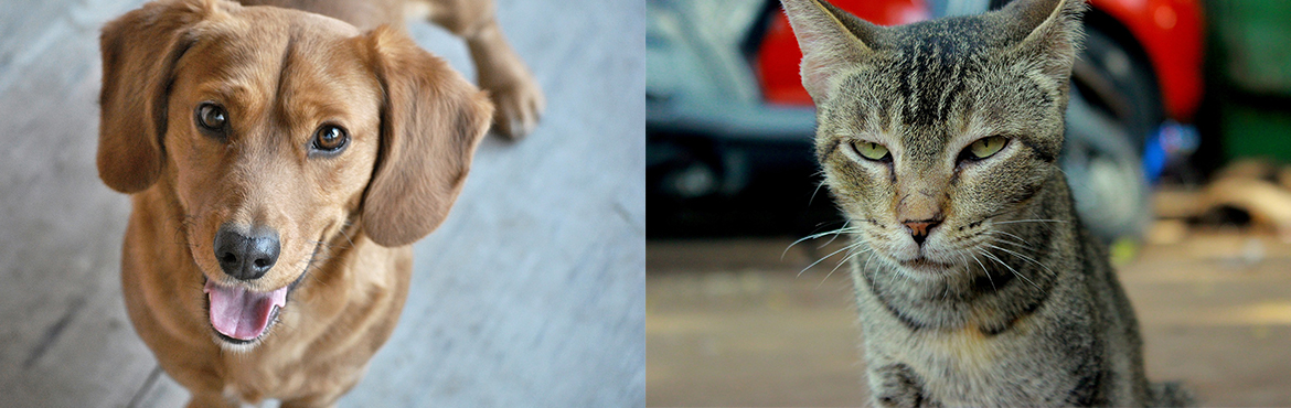 happy dog cross cat