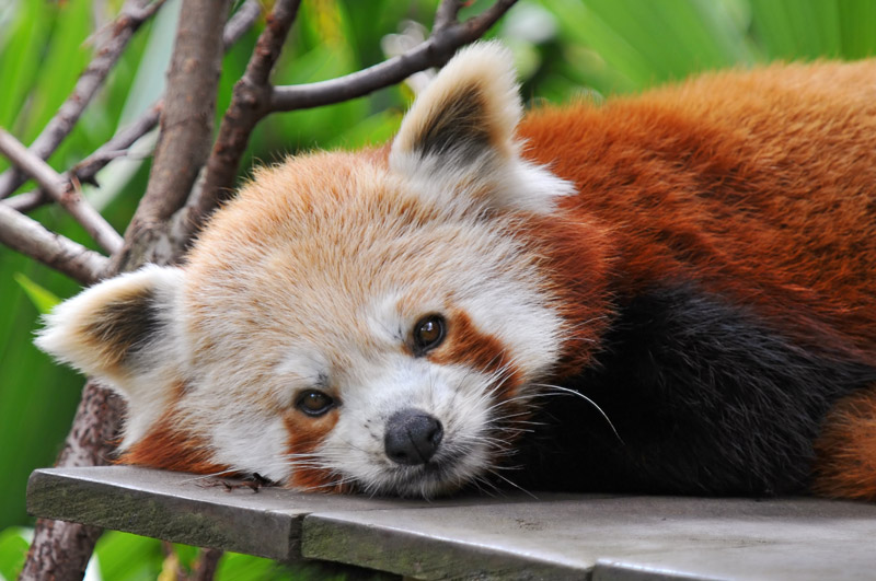 Red panda in a zoo