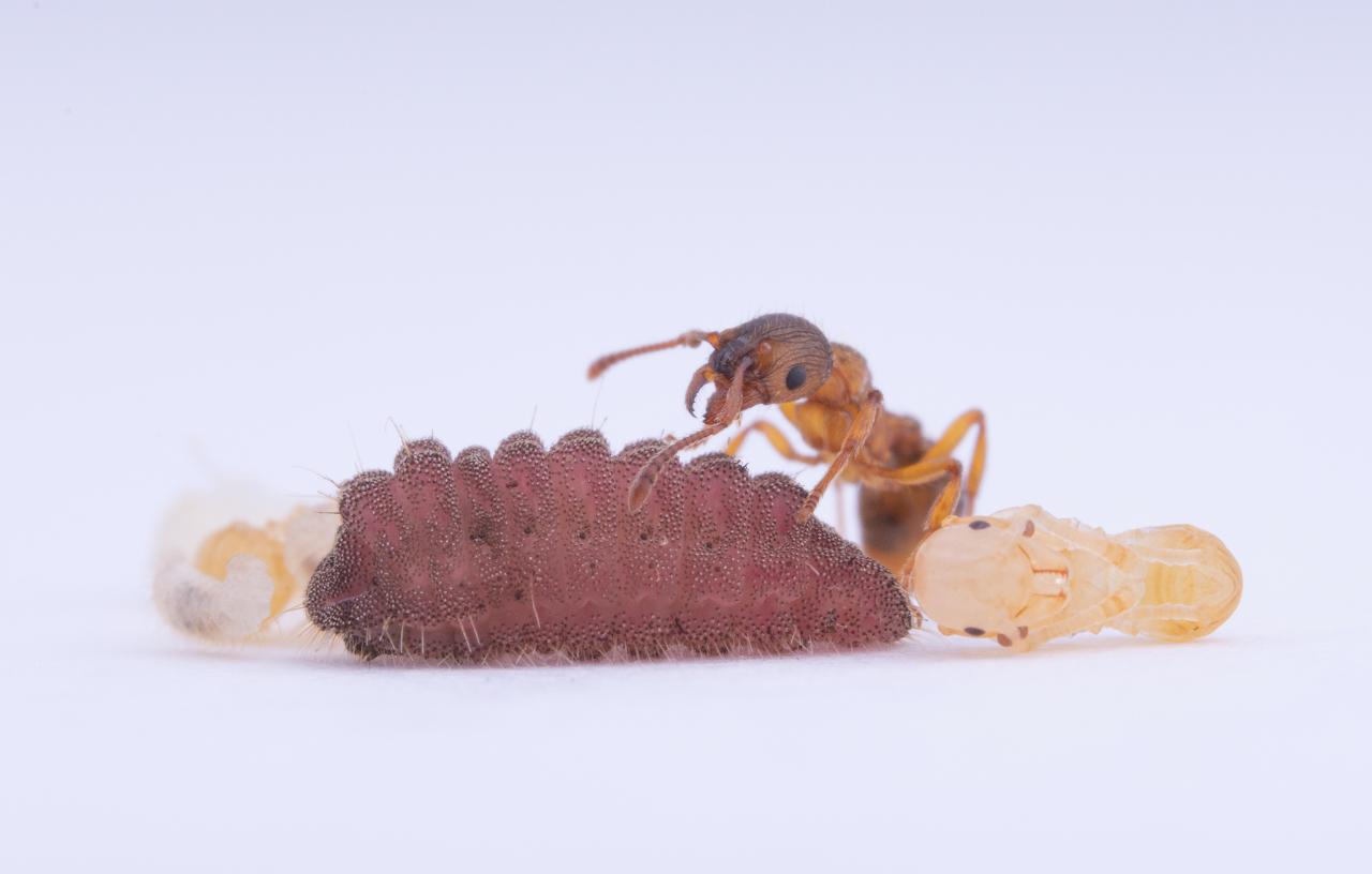 M_teleius being cared for by M_scabrinodis Credit - Daniel_Sanchez