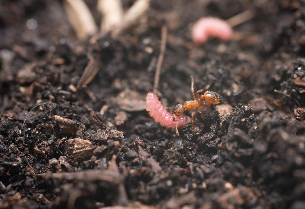 Maculinea caterpillar being carried by an ant Credit - Vibrant Lab, Torino