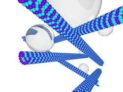 microtubules