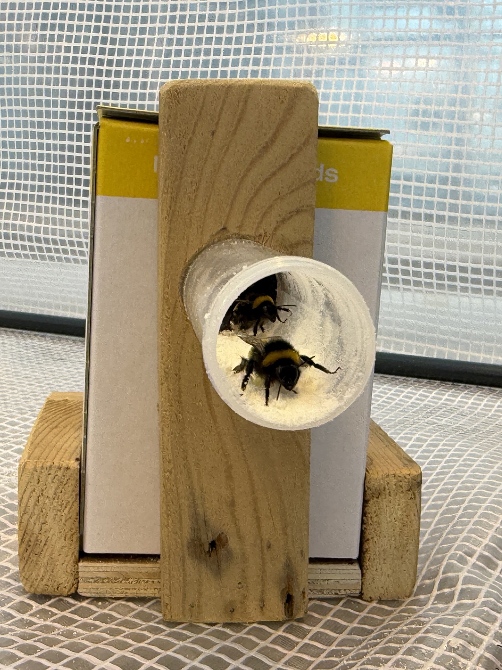 a bumblebee exiting a hive via a tube filled with cream powder