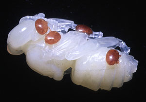 Varroa on bee pupae