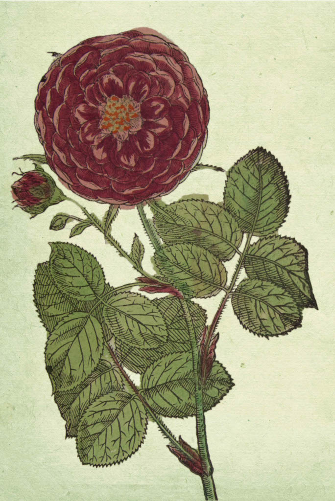 Drawing of a old rose variety