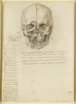 A skull sectioned, 1489. Royal Collection Trust &copy; 2012, Her Majesty Queen Elizabeth II