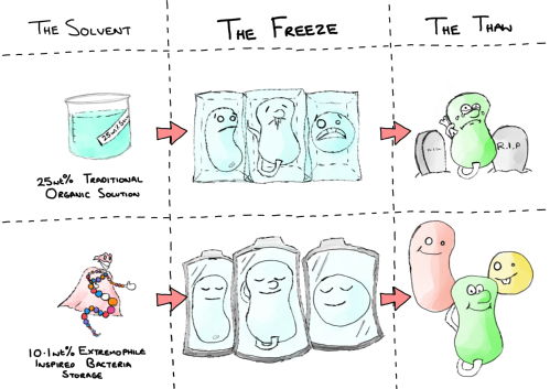 gibson_antifreeze_polymers_cartoon.jpg