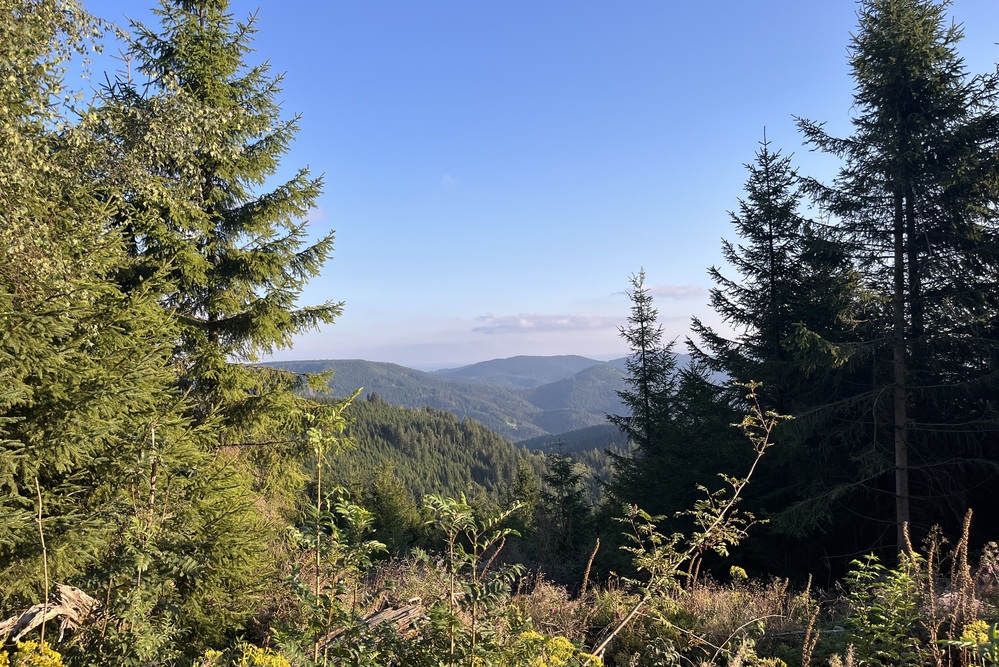 View of hills and trees in the black forest, germany