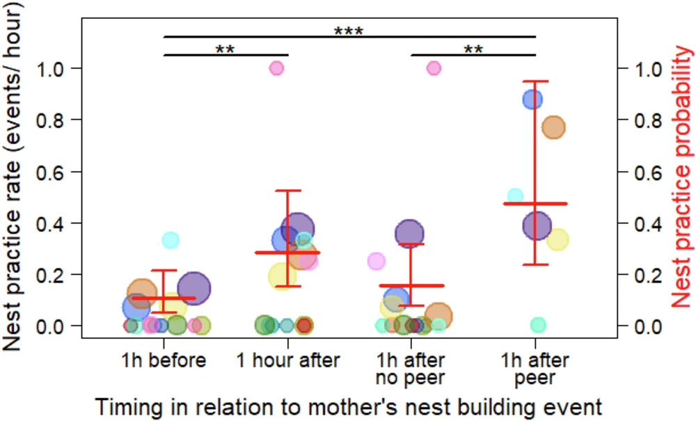 Graph showing nest building practice at different times. Nest building was more likely 1 hour after a peering event than if there was no peering