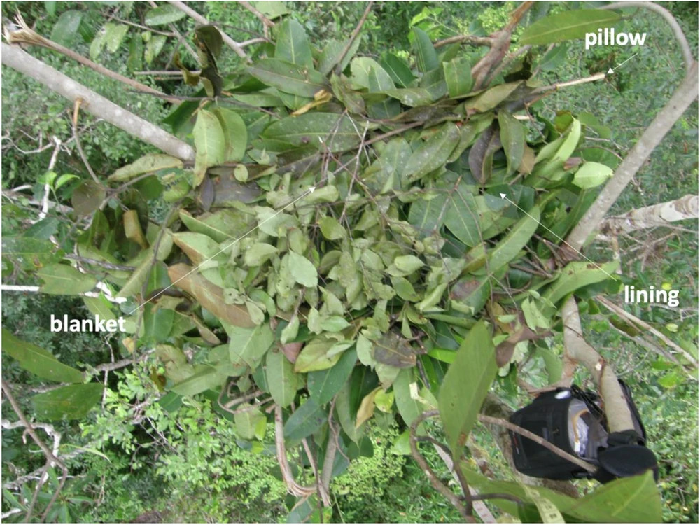 Orangutan nest pictured from above include lables of pillow, lining and blanket