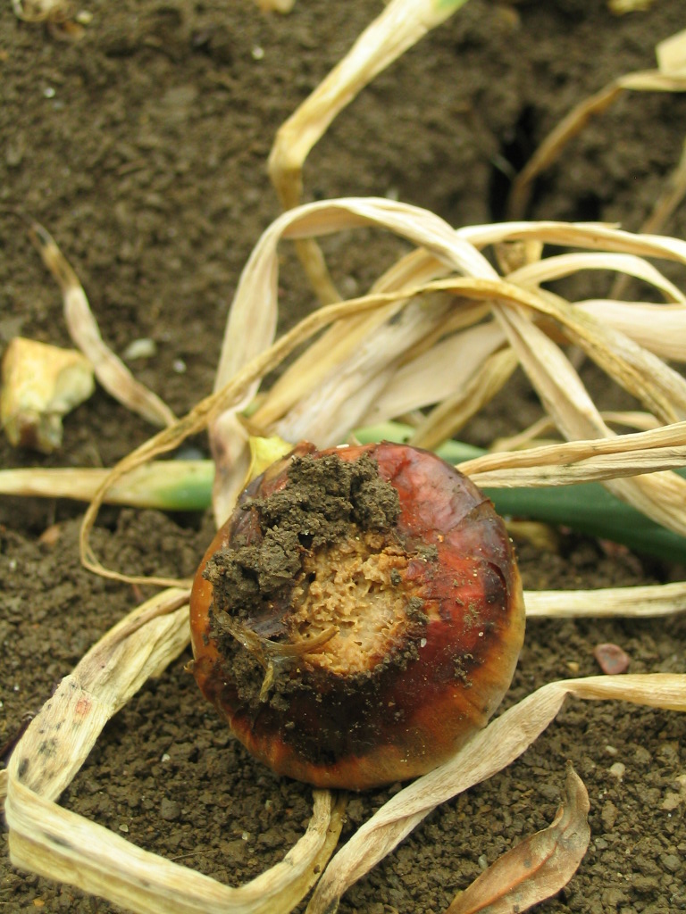 an onion bulb showing Fusarium rot