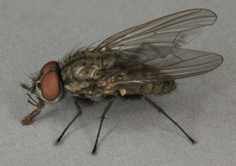 A picture of bean seed fly 'Delia platura'.  CC BY 2.0, httpscommons.wikimedia.orgwindex.phpcurid=43126131 Janet Graham 