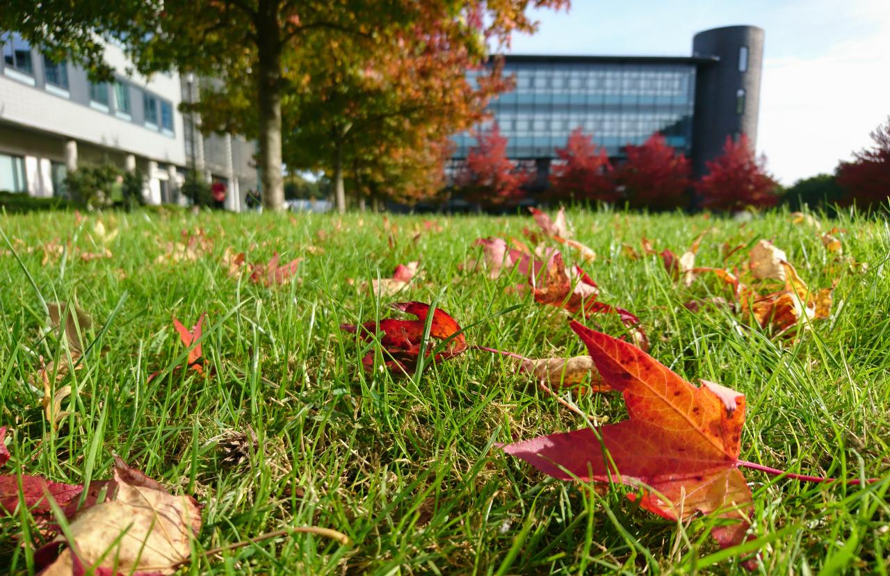 Photo of golden coloured autumnal leaves on the grass near the WMG buildings on campus