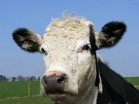 University of Warwick scientists will be researching bacteria present in milk