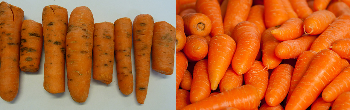 Cavity spot on carrots